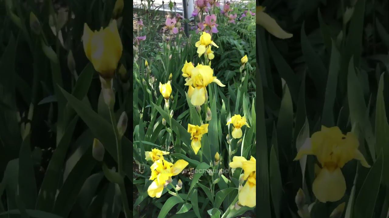 Немного прогресса  #кружево #diy #материнство #рукоделие #творчество смотреть онлайн