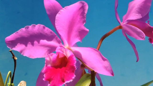 Cattleya labiata f.rubra `Kurenai' (orchid) смотреть онлайн