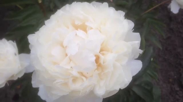 Peony Bowl of Cream - www.peonyshop.com смотреть онлайн