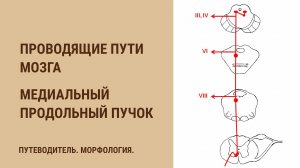 Проводящие пути мозга. Медиальный продольный пучок