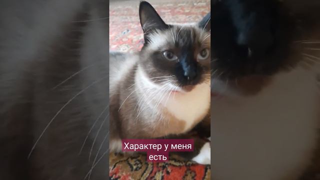 #рекомендации #тайская #отдых #игра #кот #comment смотреть онлайн