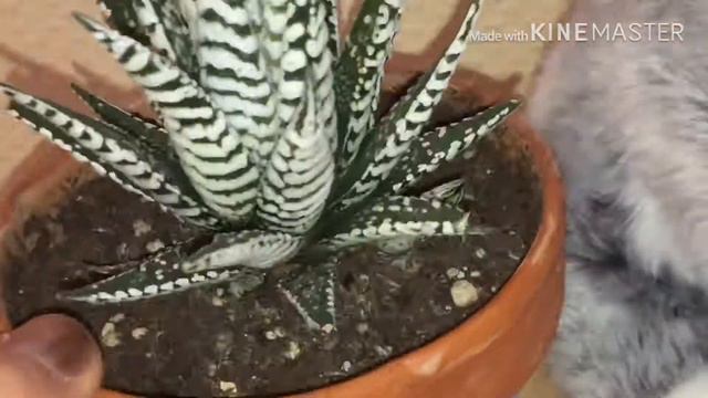 🌵plant tour 🌵 смотреть онлайн