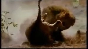 Львы дерутся.