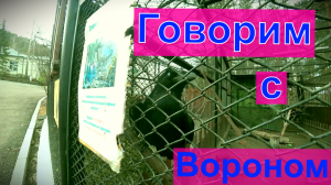 Говорим с птенцом ворона в Роевом Ручье.