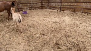 Kurt, the cloned Przewalski's foal, August 31, 2020