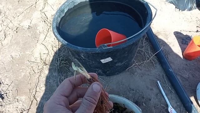 #хорошотамгдемыесть Альбион,Сан Андреас///Новые НСД (ремонтантные)сорта на нашем участке!!!