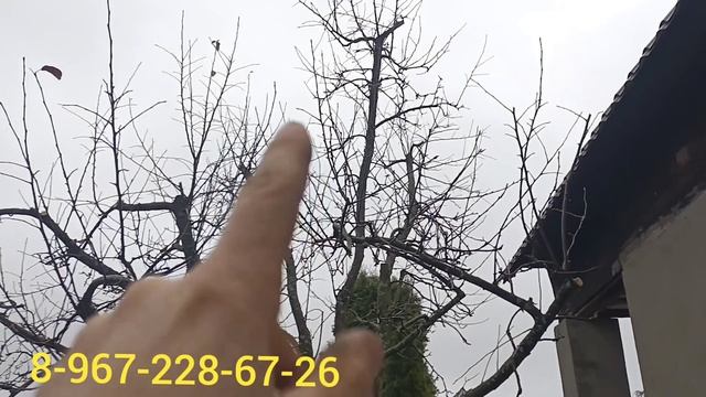 обрезка старой яблони