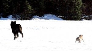 Волк подошёл к собаке , а то что произошло дальше невероятно