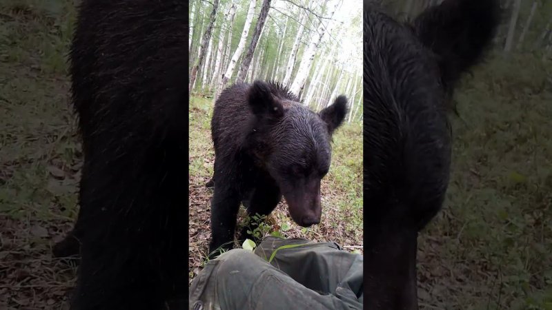 У медведицы я всегда крайний. #bear