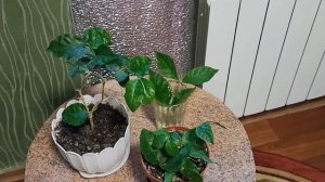 Растения сентября. Как заставить цвести? Жасмин