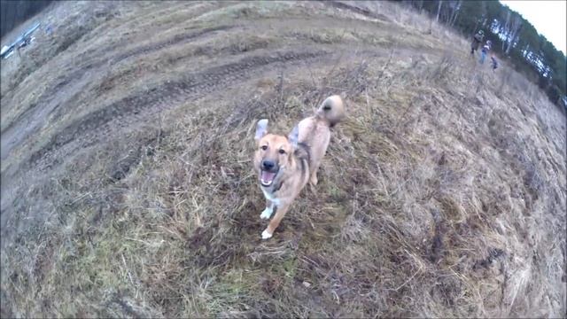 Как растет собака смотреть онлайн