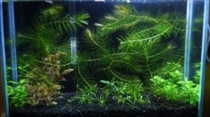#Креветочник_15L Три месяца с момента запуска. Шаг за шагом.