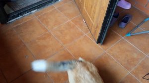 Щенок корги испугался чужого кота\a Welsh corgi puppy was scared of someone else's cat