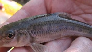 Куда исчезли все Пескари? Главная причина почему они пропали с рек!