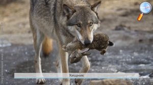 Окружающий мир 3 класс (Урок№10 - Мир животных. Проект. задание «Разнообразие природы родного края»