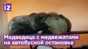 Удивительные кадры с Камчатки: медведица с медвежатами пережидают метель на автобусной остановке