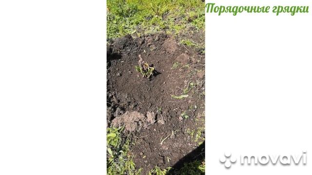 ВКУСНАЯ ВИШНЯ ШПАНКА ПОСАДКА смотреть онлайн