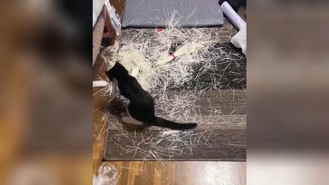 зови меня большеротым котом | Прекрасные игривые кошки и собаки | Питомец 2022 #5 смотреть онлайн