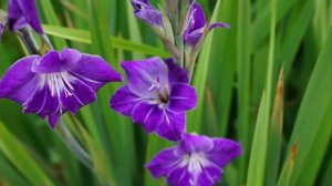 How to Plant Gladiolus Flowers For Ornamental Plants Easily and Easily