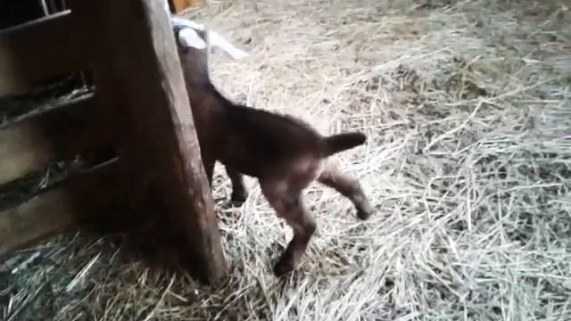 Как воспитать дружелюбную козу?? смотреть онлайн