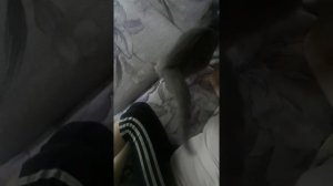 Как узнать что кошка беременна как я узнала