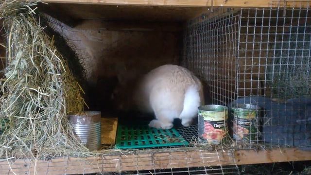 Правила и ошибки кроликовода #правилакроликовода. смотреть онлайн