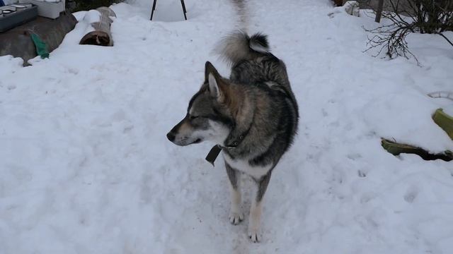 #лайки БРЮС - МЕДВЕЖАТНИК ! #royalcanin ПЛОХОЙ корм для СОБАК ? Тогда Вы НЕ видели нашего Брюса ! смотреть онлайн