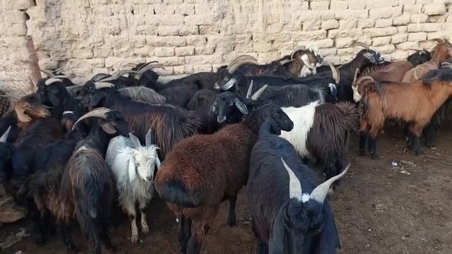 МОЛБОЗОР ШАХРИТУС МАЙДА КУЙ ЭЧКИ ТУЙ УЧУН КУЧКОРЛАРНИ СЁМКА КИЛДИМ СИЗЛАР УЧУН 15 октября 2023 г.