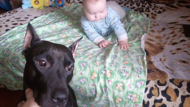 ДЕНЬ 48 ребенок и амереканский питбультерьер))) смотреть онлайн