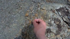 окаменелые  деревья крым бахчисарайский район