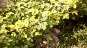 ежевика весной