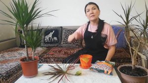 Драцена , ???очень красивый комнатный цветок !!!