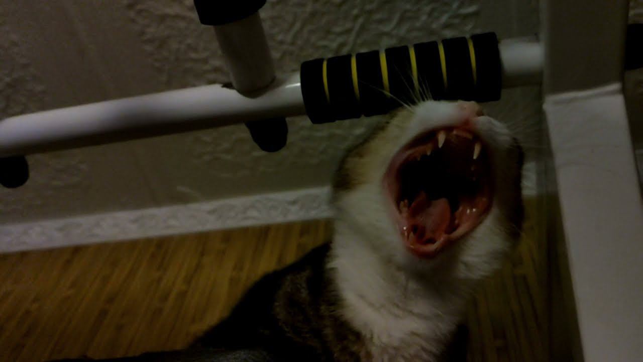 Wild cats RoaR paramonpictures