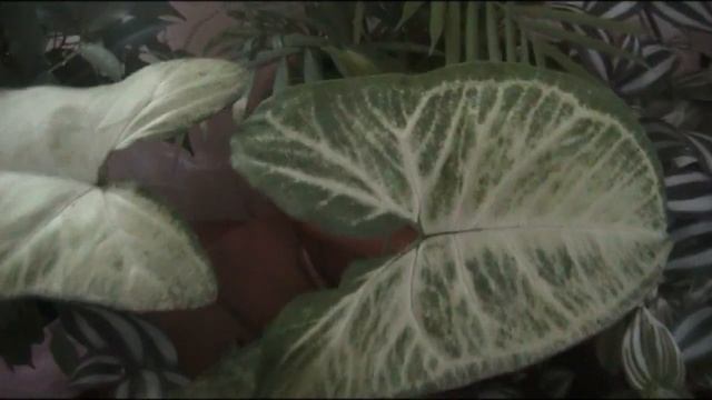 Снова в гостях и здесь ШИКАРНО-ЗЕЛЕНО!Обзор 65 разнообразных комнатных растений.Зеленый оазис дома! смотреть онлайн