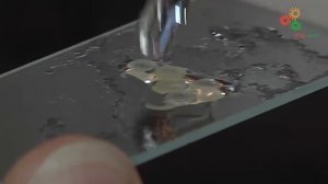 Анатомия растений. Изготовление и изучение поперечных срезов растений (М.Нилова)