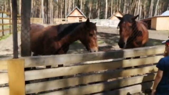 Поездка в Музей заповедник (Томская Писаница) смотреть онлайн