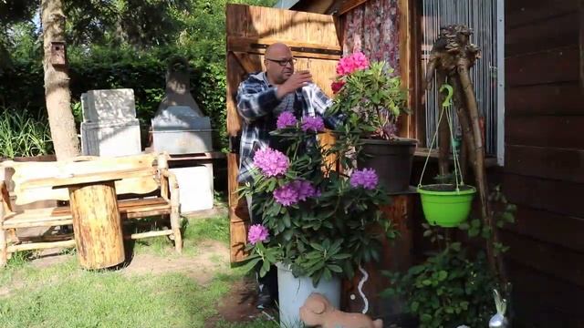Цветы.РОДОДЕНДРОН.Огород Баварский. смотреть онлайн