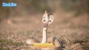 КАК ГОВОРИТ КОБРА / ШИПЕНИЕ КОБРЫ ?

#кобра #шипение_кобры #как_говорит_кобра