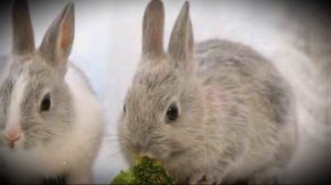 Сколько живут кролики