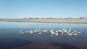 Лебеди и утки -  Бурятия, Кабанский район, Закалтус - панорама с квадракоптера.