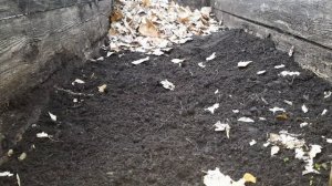 Делаю тёплые грядки под арбузы и огурцы.