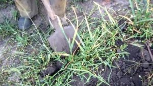 Чеснок который вырос из семян