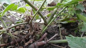 Бесшипная ежевика сорта Винер-самая неприхотливая