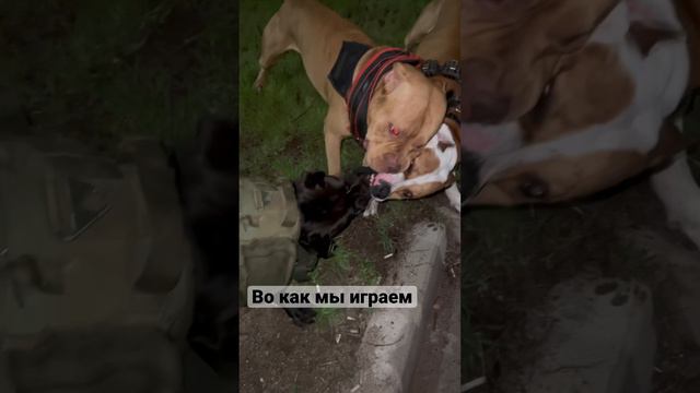 Дерутся питы ?)) не мы так играем 🤣💪🏻 смотреть онлайн