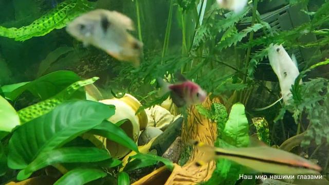 Добрый вечер #Аквариумный_мир смотреть онлайн