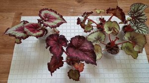 Как поливать бегонии? Бегонии в домашних условиях. Мой опыт.