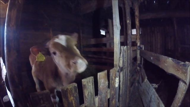 Что нового на хуторе. Про выбор козы. смотреть онлайн