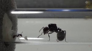 Муравьи Messor barbarus. Выпуск 3. Первенец.