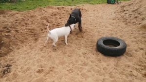 Бультерьер и доберман