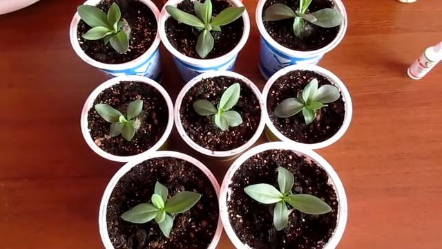 выращивание эустомы из семян смотреть онлайн